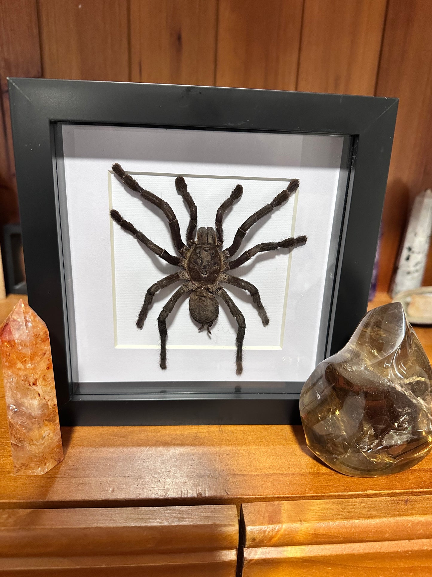 Cyriopagopus minax - Thailand black