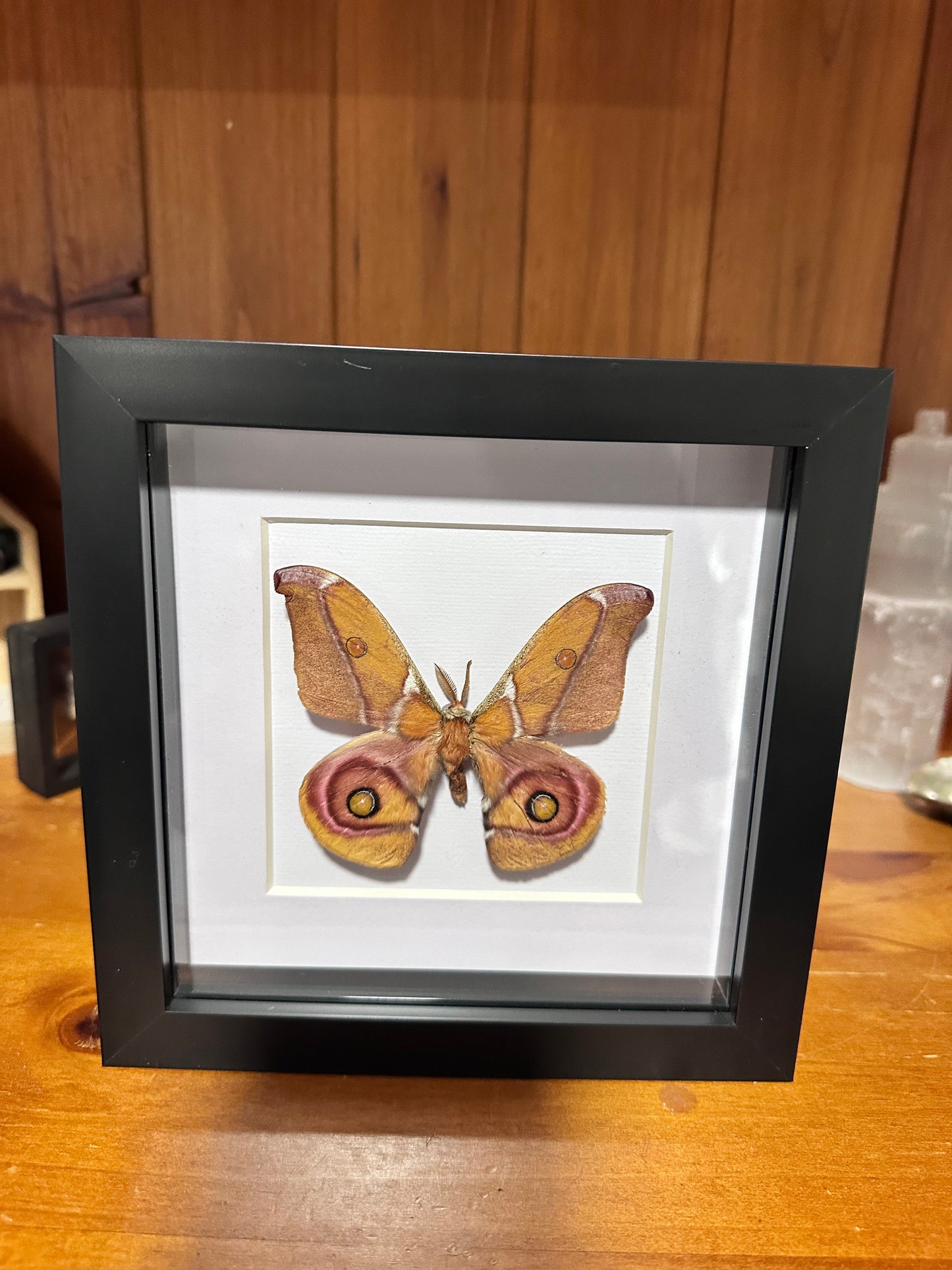 Antherina suraka - Madagascar bullseye moth Male