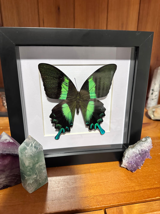 Papilio Blumei - Green Swallowtail