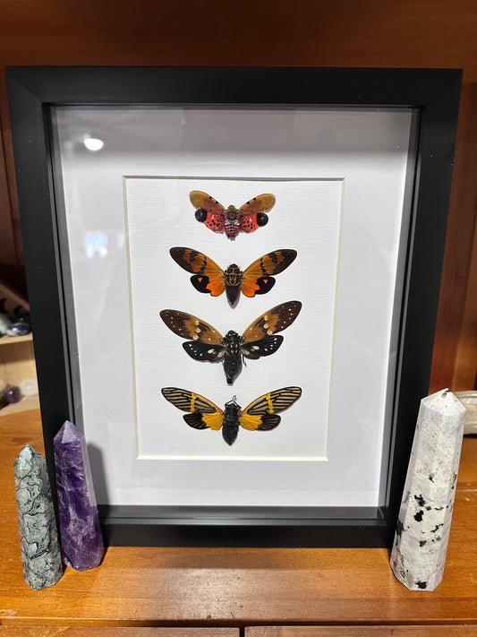 Quadruple Cicadas