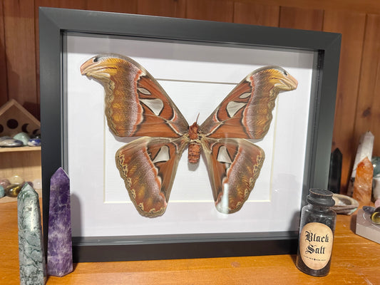 Attacus atlas - Atlas moth