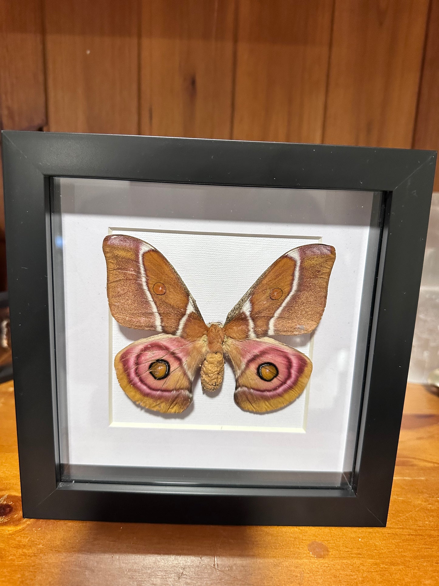 Antherina suraka - Madagascar bullseye moth Female ￼