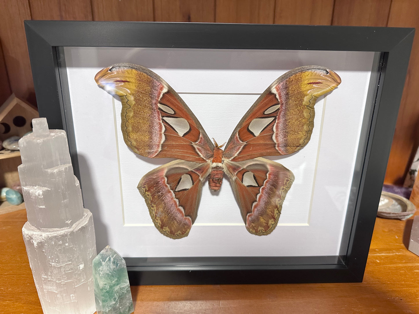 Attacus atlas - Atlas moth