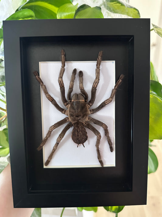 Acanthoscurria Ferina - Brazilian Rusty Birdeater
